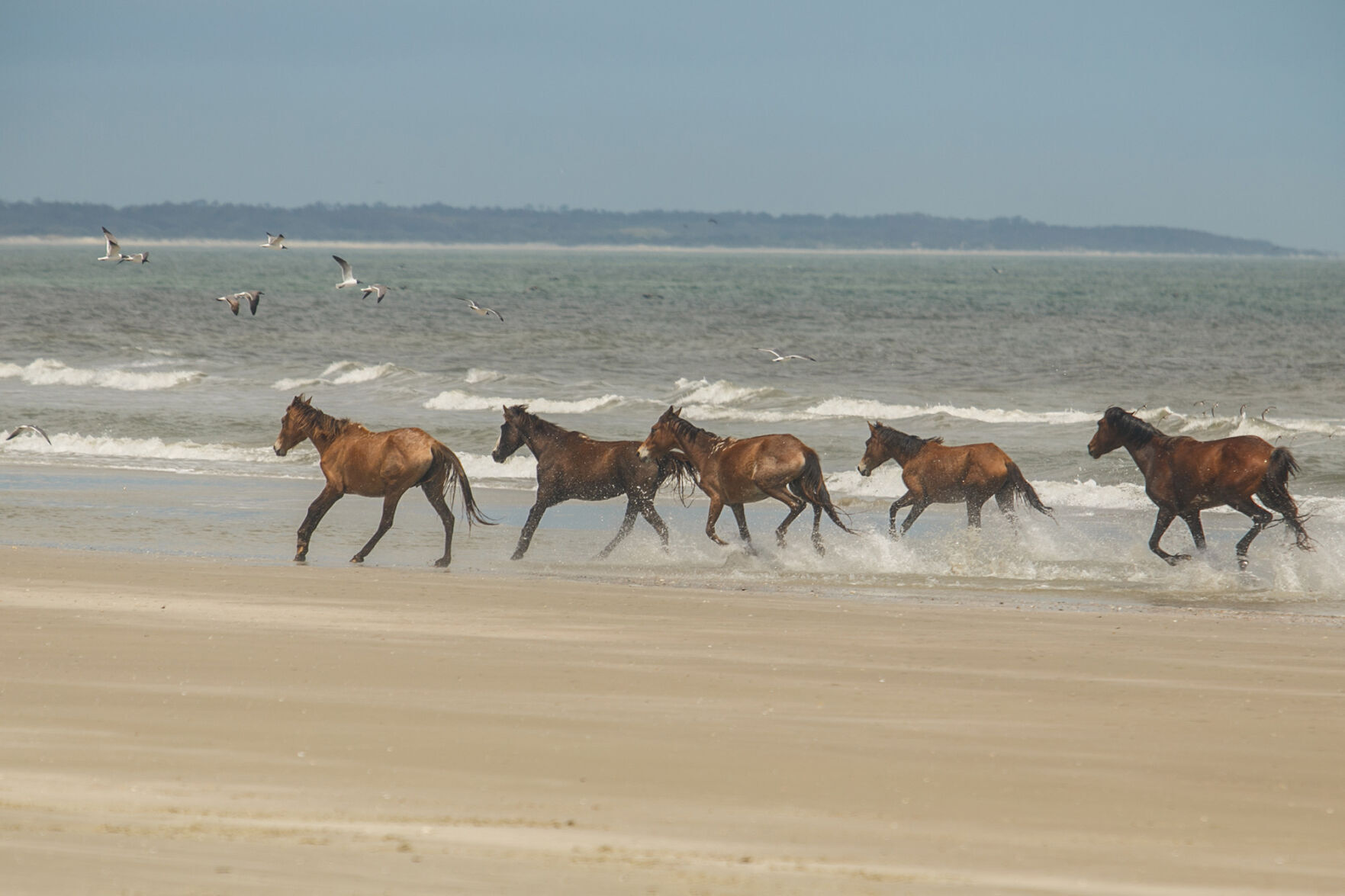 2. Beaches with wild horses: